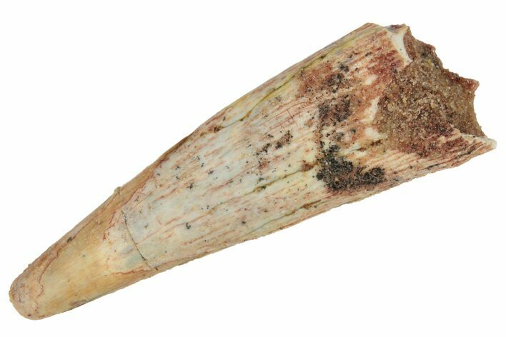 Fossil Pterosaur (Siroccopteryx) Tooth - Morocco #235002
